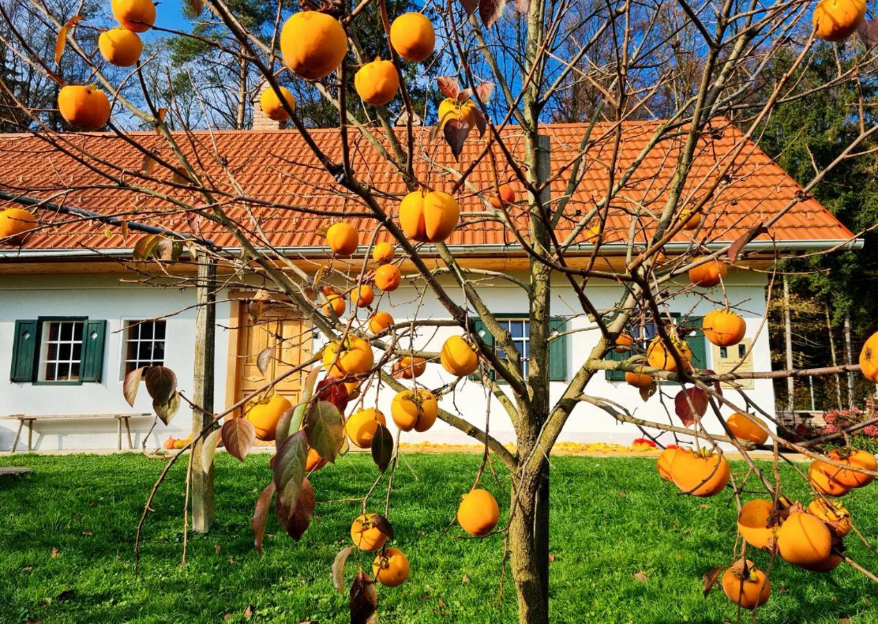 Willa Turisticna Kmetija Hisa Ob Gozdu Pri Ptuju Zewnętrze zdjęcie